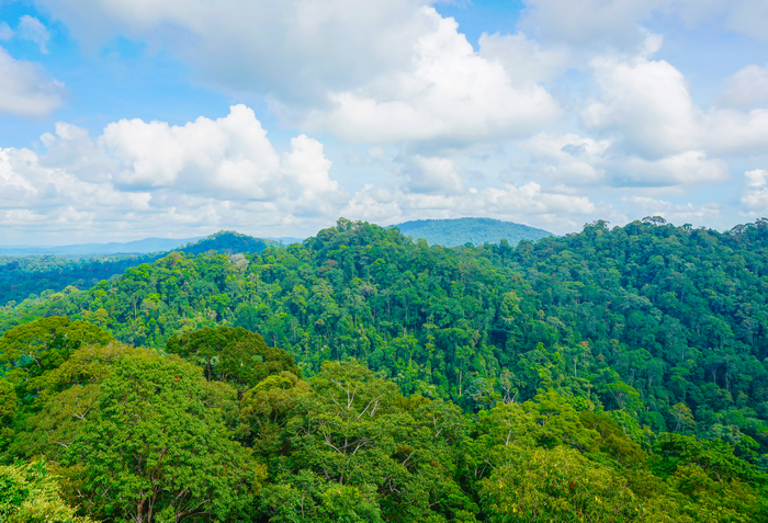 智慧森林防火監(jiān)測預(yù)警系統(tǒng)解決方案